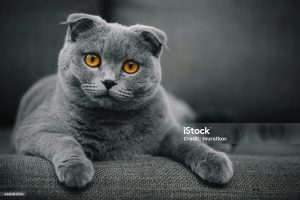British Kedi İsimleri: Zarafetin ve Asaletin 2025 Rehberi!